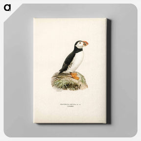 アートパネル-Atlantic Puffin
 - スヴェンスカ フォグラル Canvas.