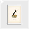 アートポストカード-Atlantic Puffin
 - スヴェンスカ フォグラル Postcard.