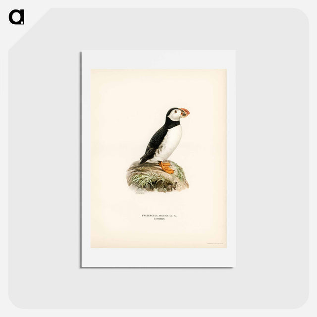 アートポストカード-Atlantic Puffin
 - スヴェンスカ フォグラル Postcard.
