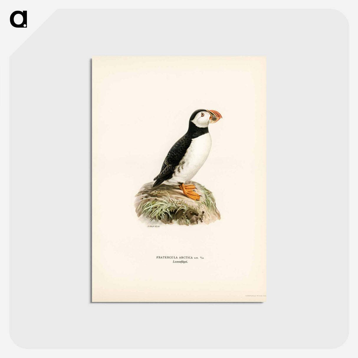 アートポストカード-Atlantic Puffin
 - スヴェンスカ フォグラル Postcard.