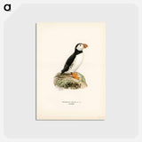 アートポストカード-Atlantic Puffin
 - スヴェンスカ フォグラル Postcard.