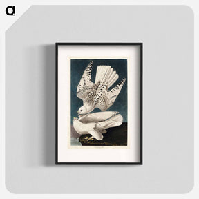 アートポスター-Iceland or Jer Falcon from Birds of America
 - アメリカの鳥たち Poster.