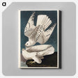 アートパネル-Iceland or Jer Falcon from Birds of America
 - アメリカの鳥たち Canvas.