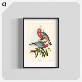 アートポスター-Rose-breasted Cockatoo
 - オーストラリアの鳥 Poster.