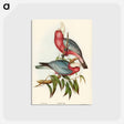 アートポストカード-Rose-breasted Cockatoo
 - オーストラリアの鳥 Postcard.