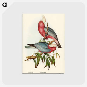 アートポストカード-Rose-breasted Cockatoo
 - オーストラリアの鳥 Postcard.