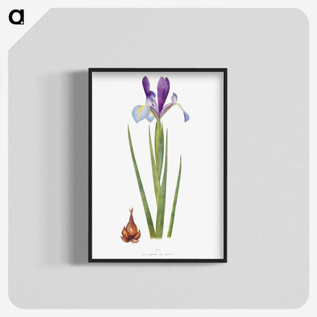 1-16_The-Genus-Iris_blk-crop