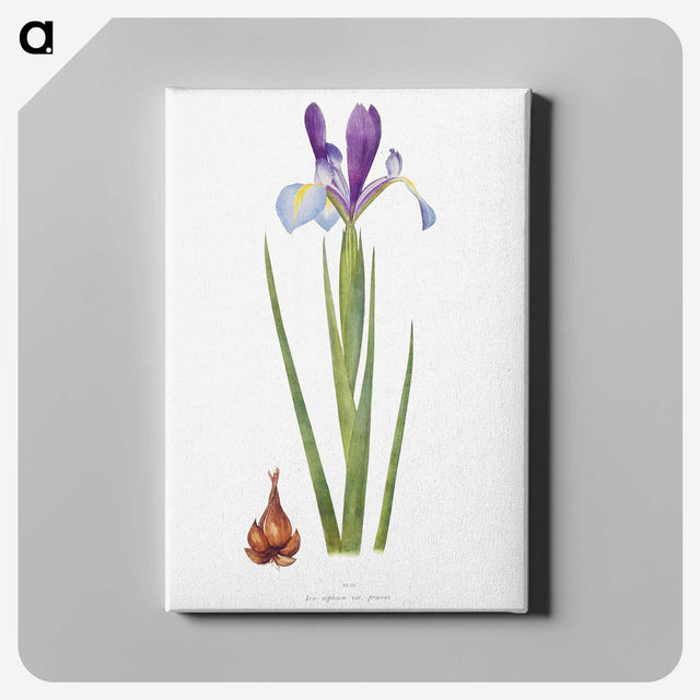 1-16_The-Genus-Iris_canvas