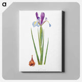 アートパネル-Iris Xiphium Var Praecox from The genus Iris
 - アヤメ属 Canvas.