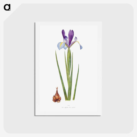 1-16_The-Genus-Iris_hagaki