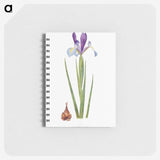 1-16_The-Genus-Iris_memo