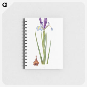 1-16_The-Genus-Iris_memo