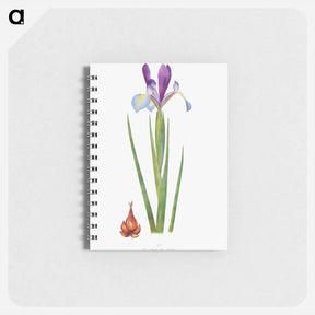 アートメモ帳-Iris Xiphium Var Praecox from The genus Iris
 - アヤメ属 Memo.