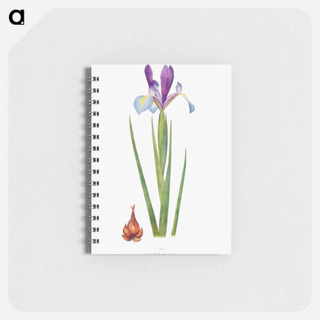 アートメモ帳-Iris Xiphium Var Praecox from The genus Iris
 - アヤメ属 Memo.