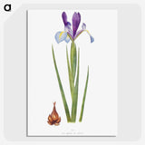 1-16_The-Genus-Iris_picture-crop