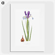 1-16_The-Genus-Iris_picture