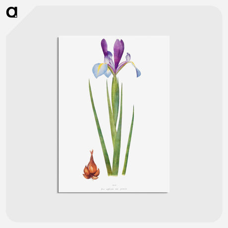 アートポストカード-Iris Xiphium Var Praecox from The genus Iris
 - アヤメ属 Postcard.