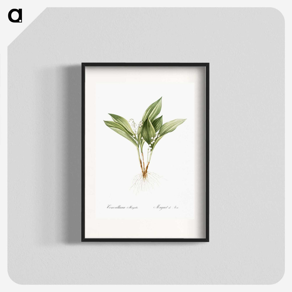 1-16_The-Lilies_blk