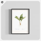 1-16_The-Lilies_blk