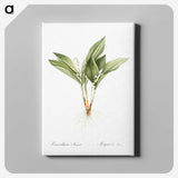 1-16_The-Lilies_canvas