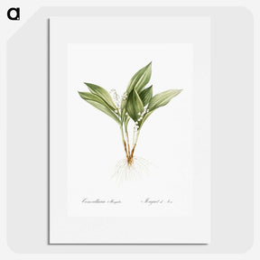 1-16_The-Lilies_picture