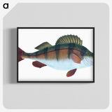 1-16_The-Natural-History-of-British-Fishes_blk-crop