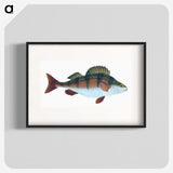 1-16_The-Natural-History-of-British-Fishes_blk