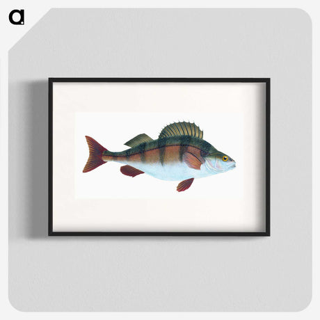 1-16_The-Natural-History-of-British-Fishes_blk