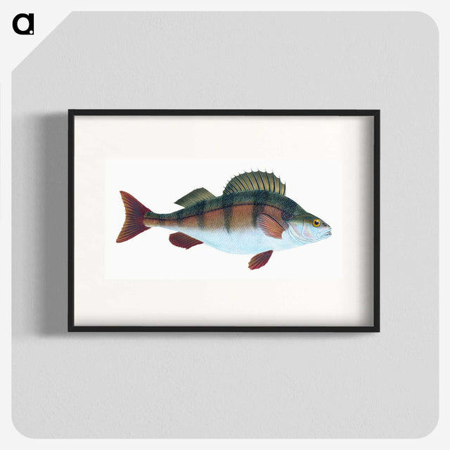 1-16_The-Natural-History-of-British-Fishes_blk