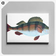 1-16_The-Natural-History-of-British-Fishes_canvas