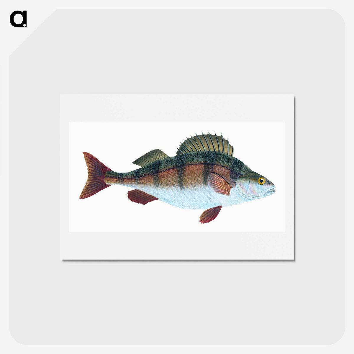 1-16_The-Natural-History-of-British-Fishes_hagaki
