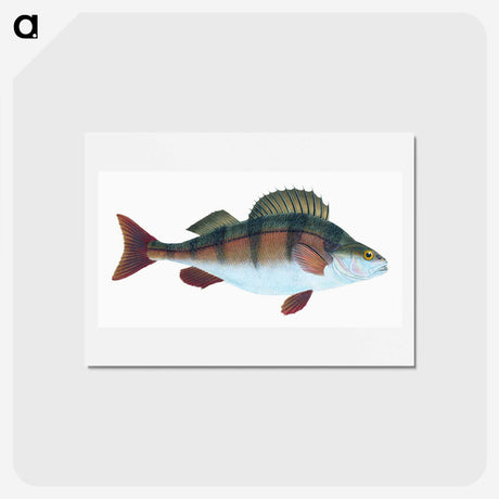 1-16_The-Natural-History-of-British-Fishes_hagaki