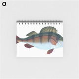 1-16_The-Natural-History-of-British-Fishes_memo