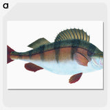 1-16_The-Natural-History-of-British-Fishes_picture-crop