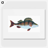 1-16_The-Natural-History-of-British-Fishes_picture