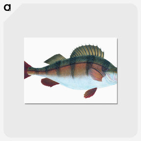 1-16_The-Natural-History-of-British-Fishes_postcard