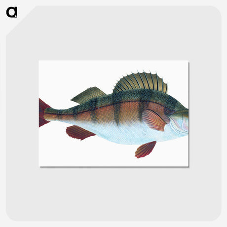 1-16_The-Natural-History-of-British-Fishes_postcard