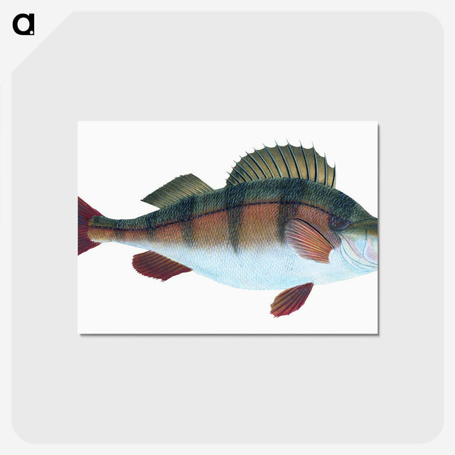 1-16_The-Natural-History-of-British-Fishes_postcard