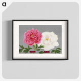 1-16_The-Picture-Book-of-Peonies_blk