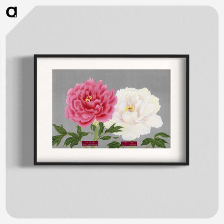 1-16_The-Picture-Book-of-Peonies_blk