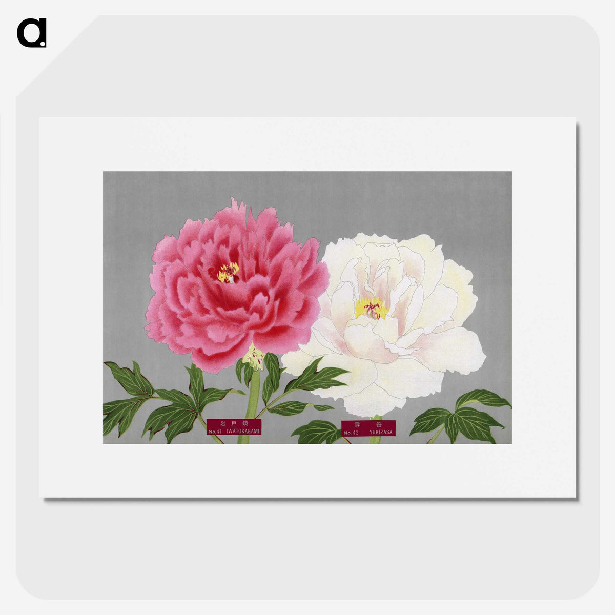 1-16_The-Picture-Book-of-Peonies_picture