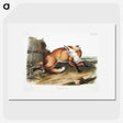 1-16_The-Viviparous-Quadrupeds_picture