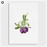1-16_USDA-Watercolor-Fruit-Painting-Collection_picture