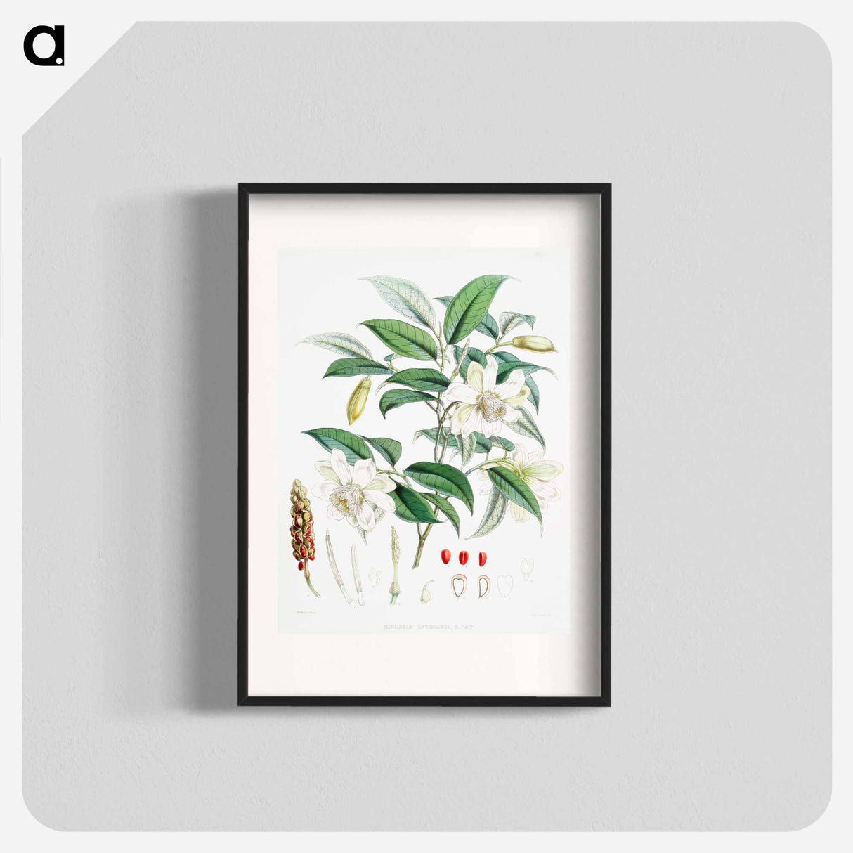Michelia Cathcartii - ウォルター フッド フィッチ Poster.