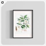 Michelia Cathcartii - ウォルター フッド フィッチ Poster.