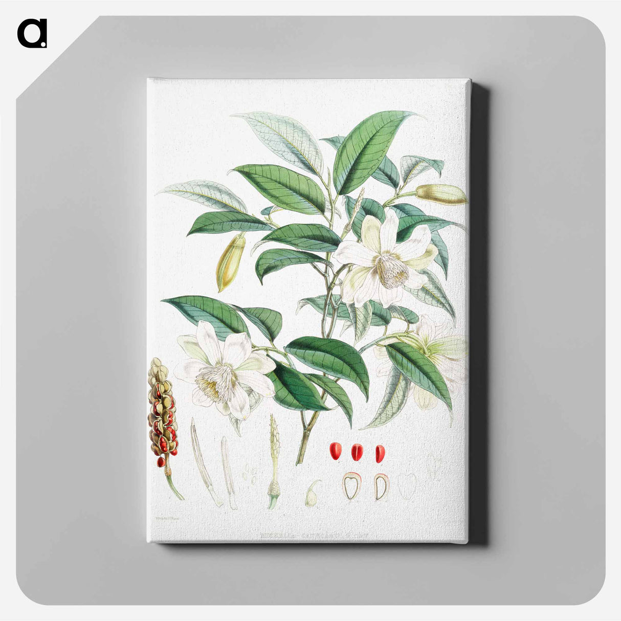 Michelia Cathcartii - ウォルター フッド フィッチ Canvas.