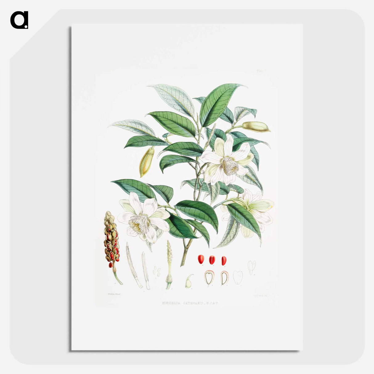 Michelia Cathcartii - ウォルター フッド フィッチ Poster.