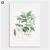 Michelia Cathcartii - ウォルター フッド フィッチ Poster.