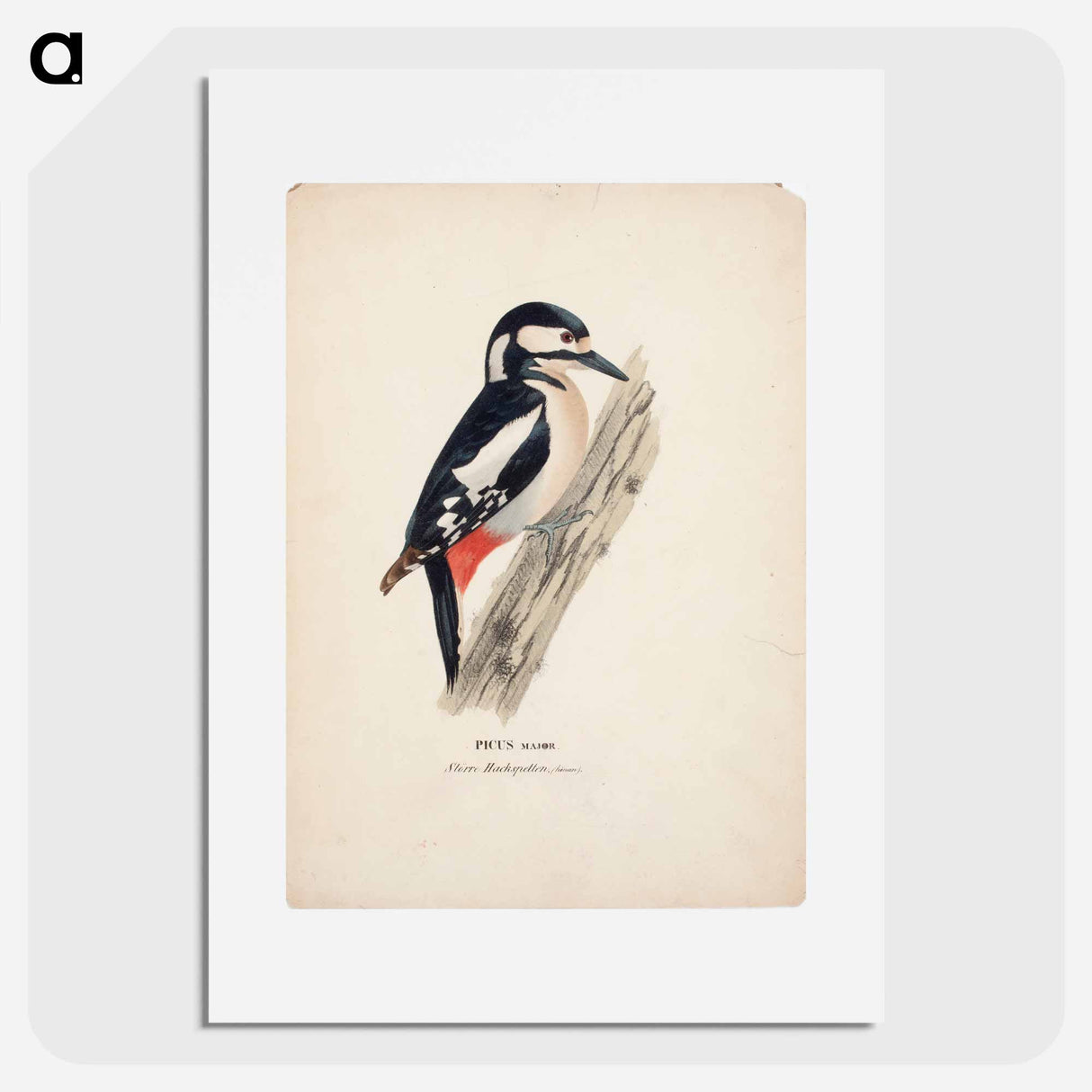 Great spotted woodpecker, female - ヴィルヘルム フォン ライト Poster.