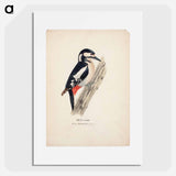 Great spotted woodpecker, female - ヴィルヘルム フォン ライト Poster.